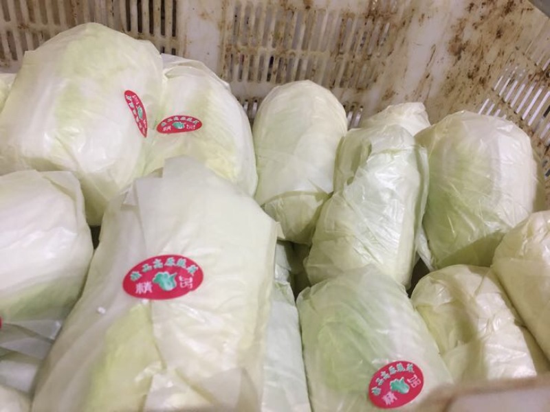 娃娃菜7~10两以上