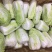 娃娃菜7~10两以上