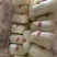 娃娃菜7~10两以上
