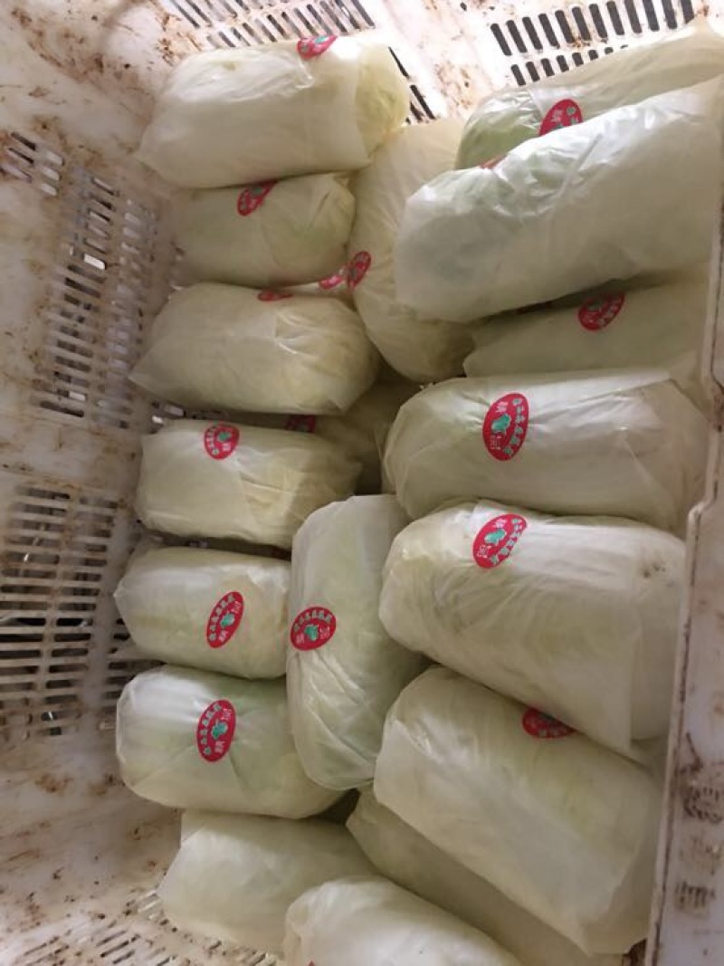 娃娃菜7~10两以上