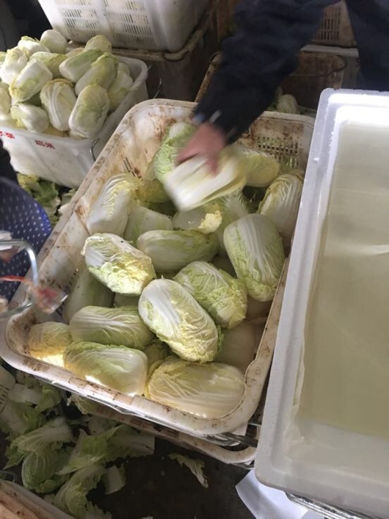 娃娃菜7~10两以上