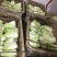 娃娃菜7~10两以上