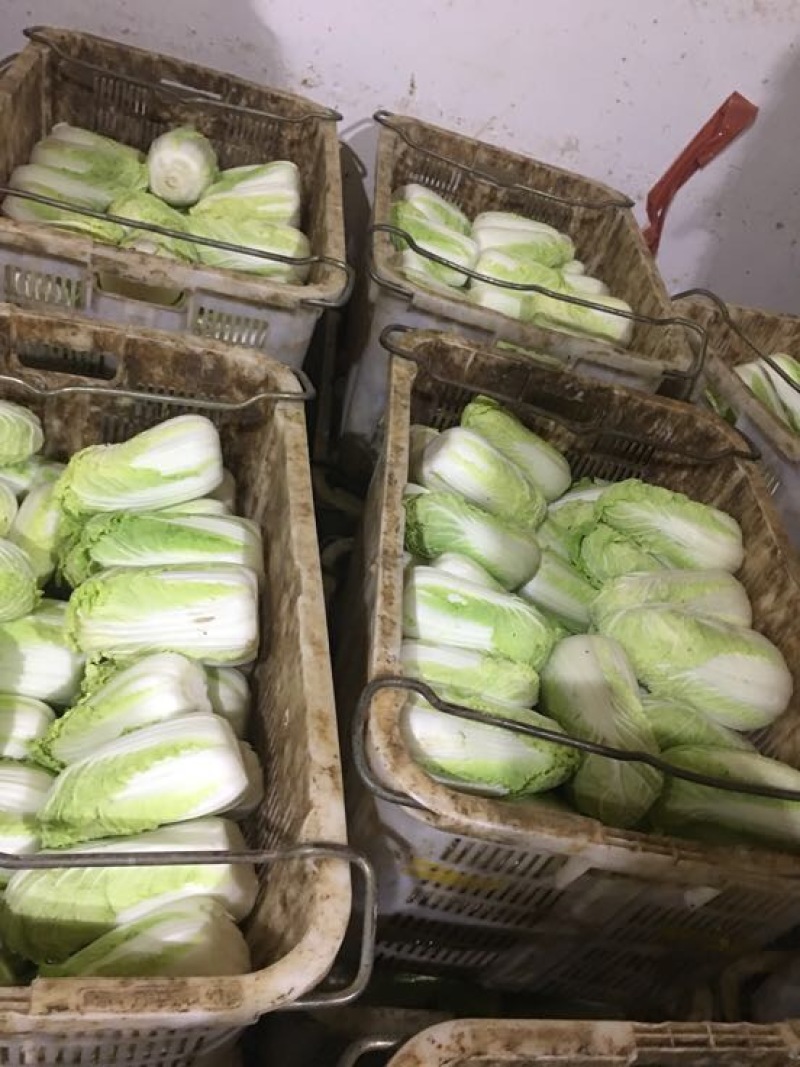 娃娃菜7~10两以上