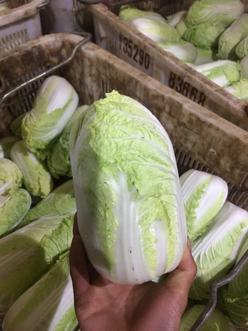 娃娃菜7~10两以上