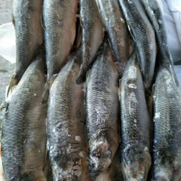 北美青鱼食用冻鱼