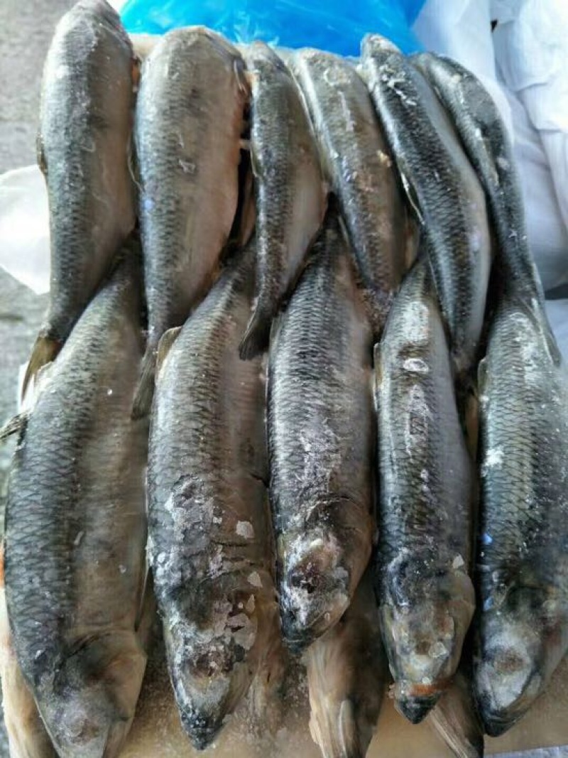 北美青鱼食用冻鱼