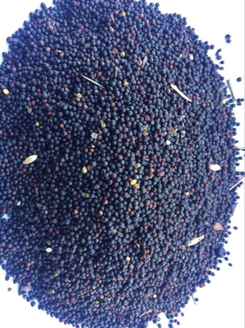 油菜籽1级