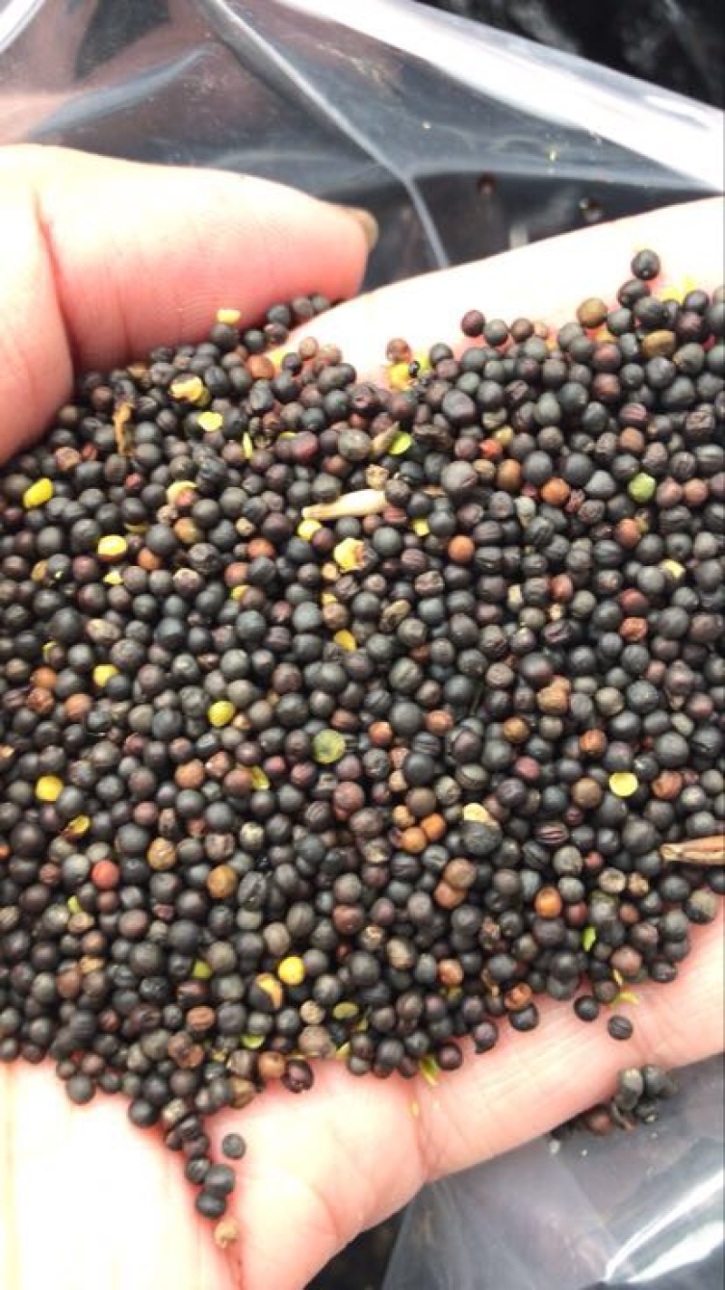 油菜籽1级