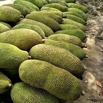 海南海口精品菠萝蜜产地直发大量现货货发全国欢迎电联