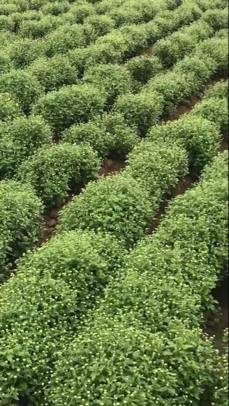 胎菊王散装