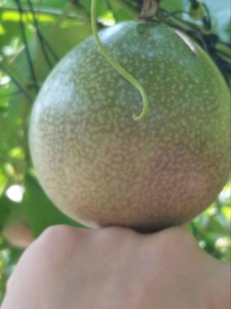 满天星百香果苗10~20cm