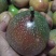 满天星百香果苗10~20cm