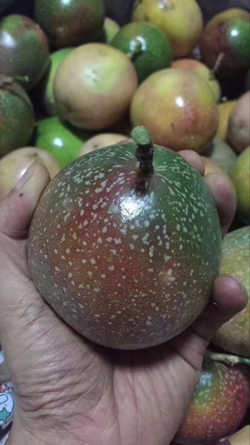 满天星百香果苗10~20cm