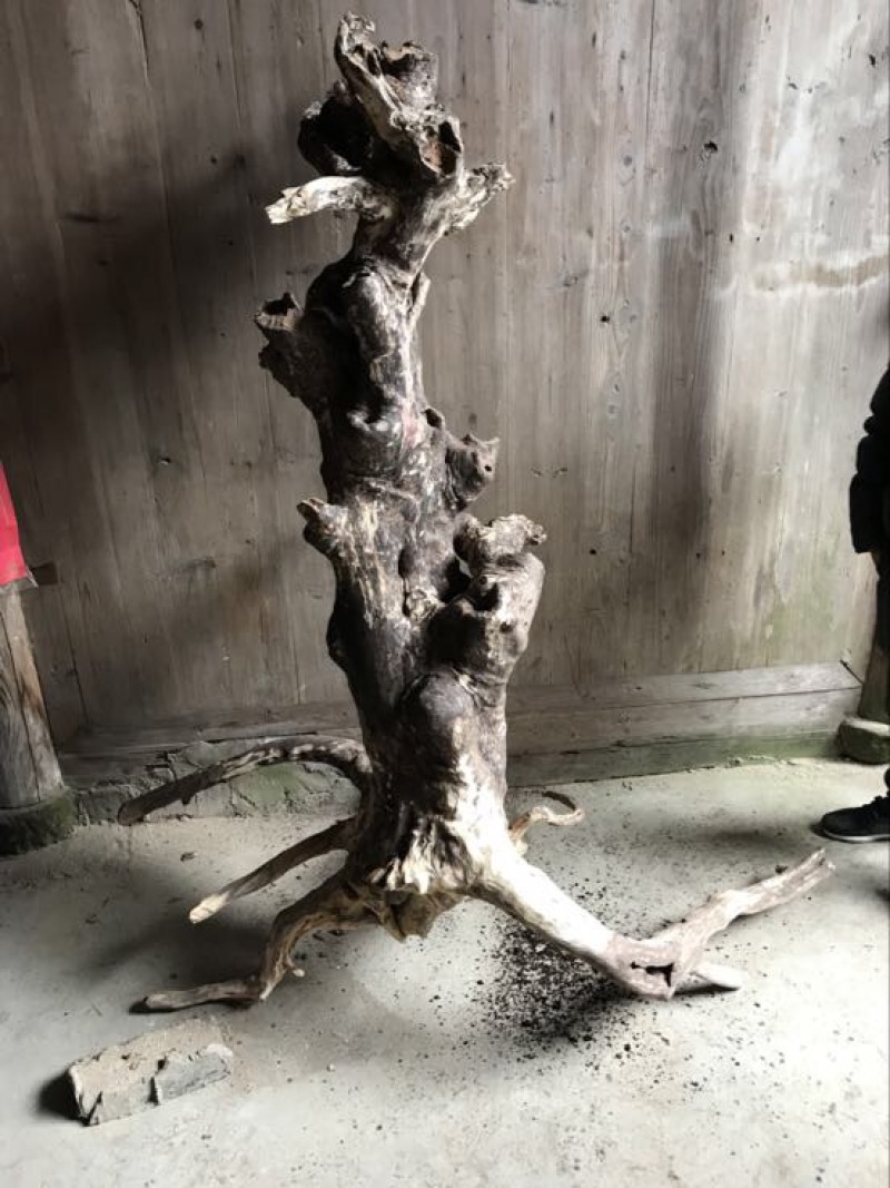 崖柏20cm以上1.5~2米