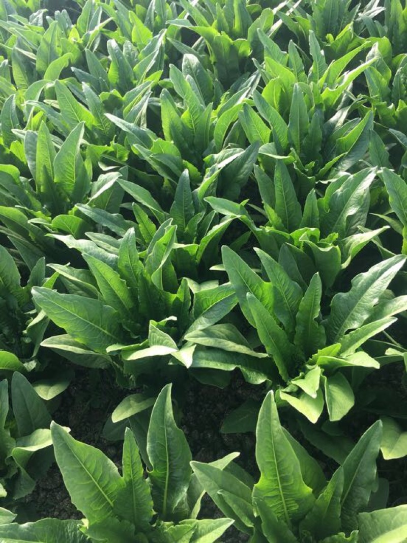 油麦菜25~30cm以上