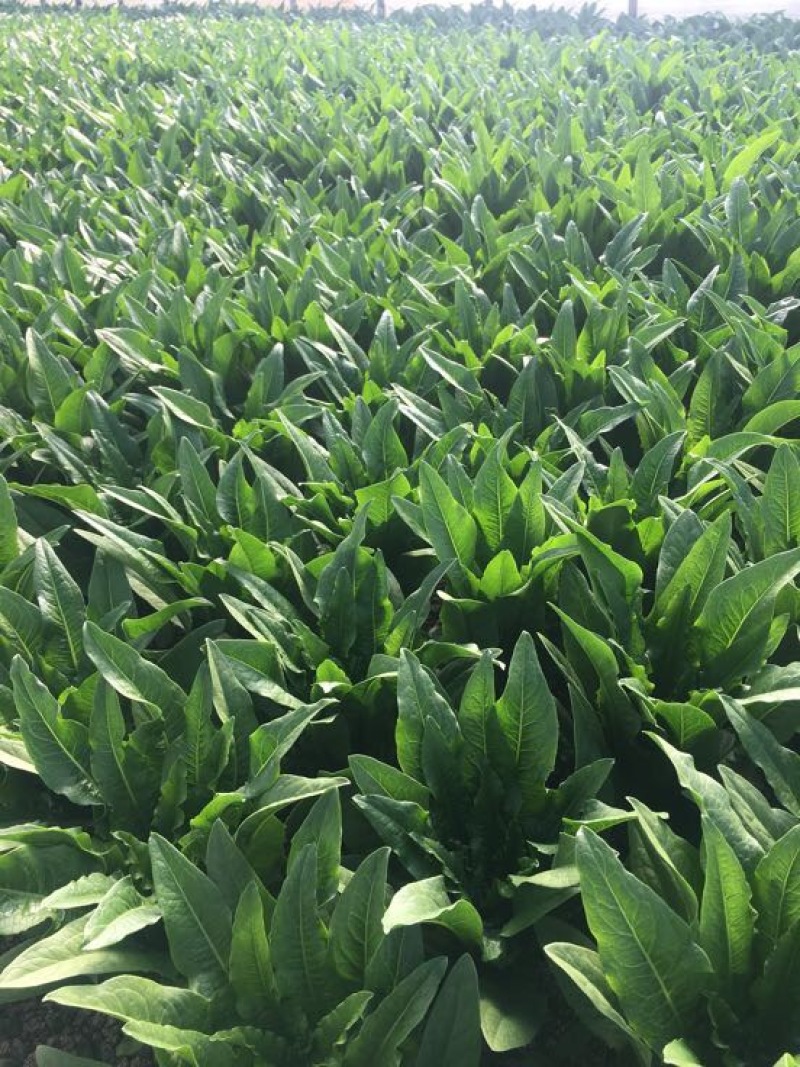 油麦菜25~30cm以上
