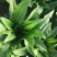油麦菜25~30cm以上