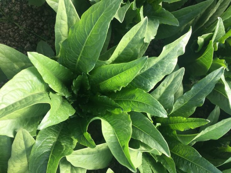 油麦菜25~30cm以上