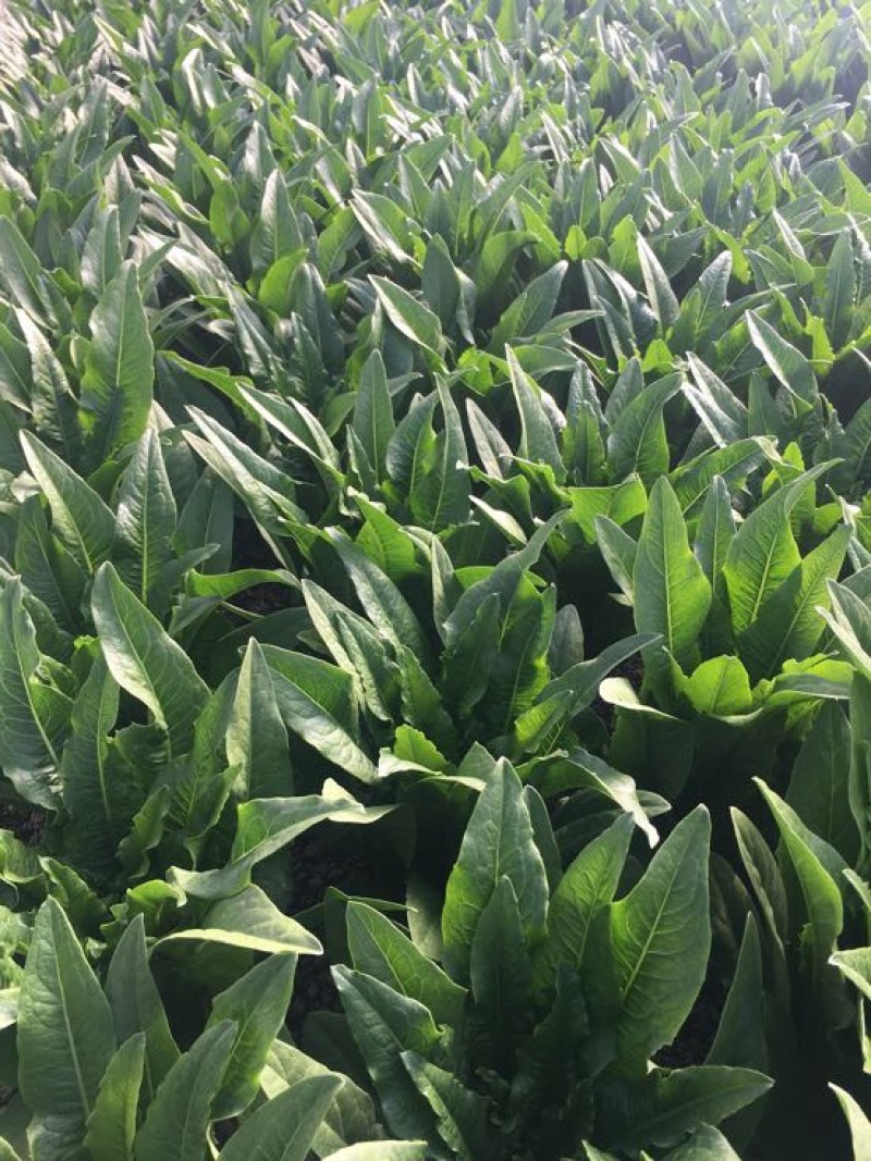 油麦菜25~30cm以上