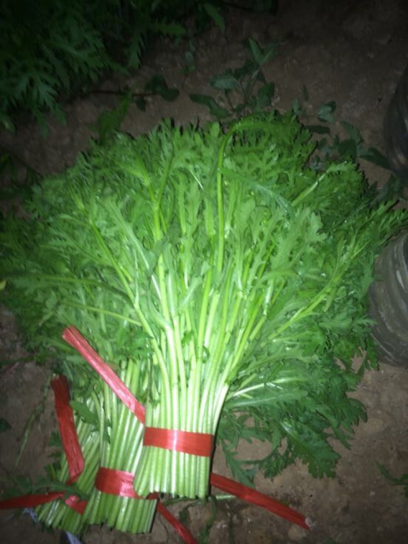 茼蒿30~35cm