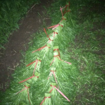 茼蒿30~35cm