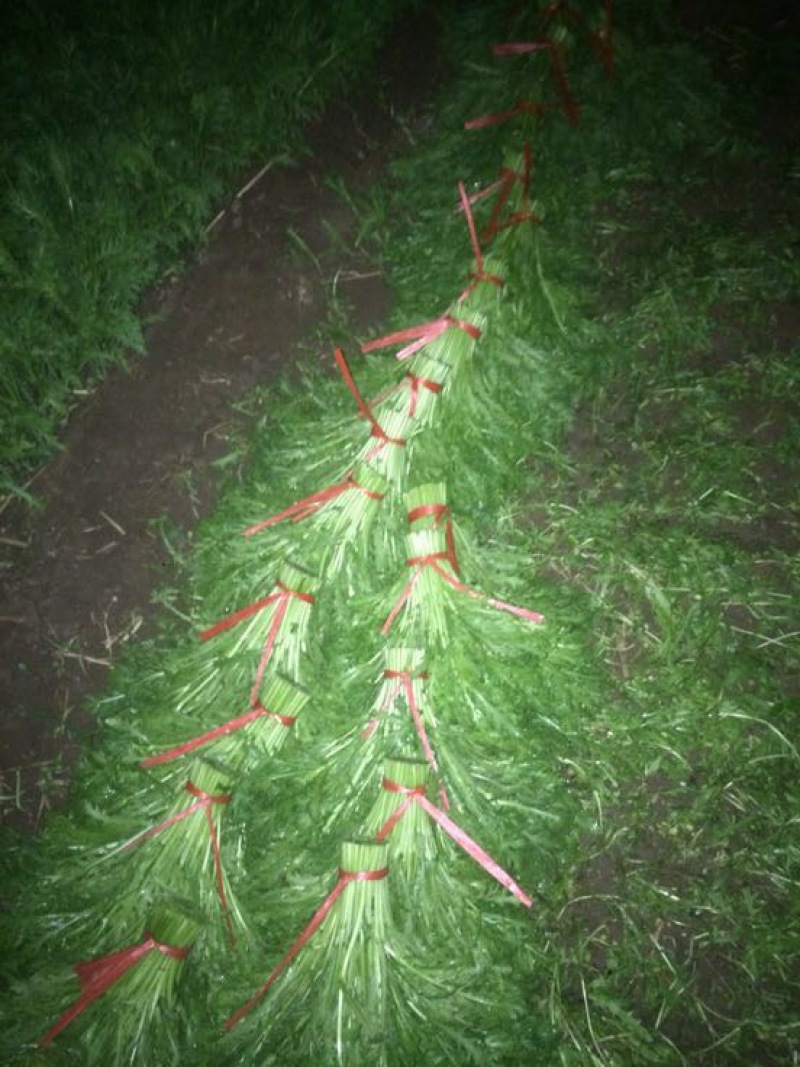 茼蒿30~35cm