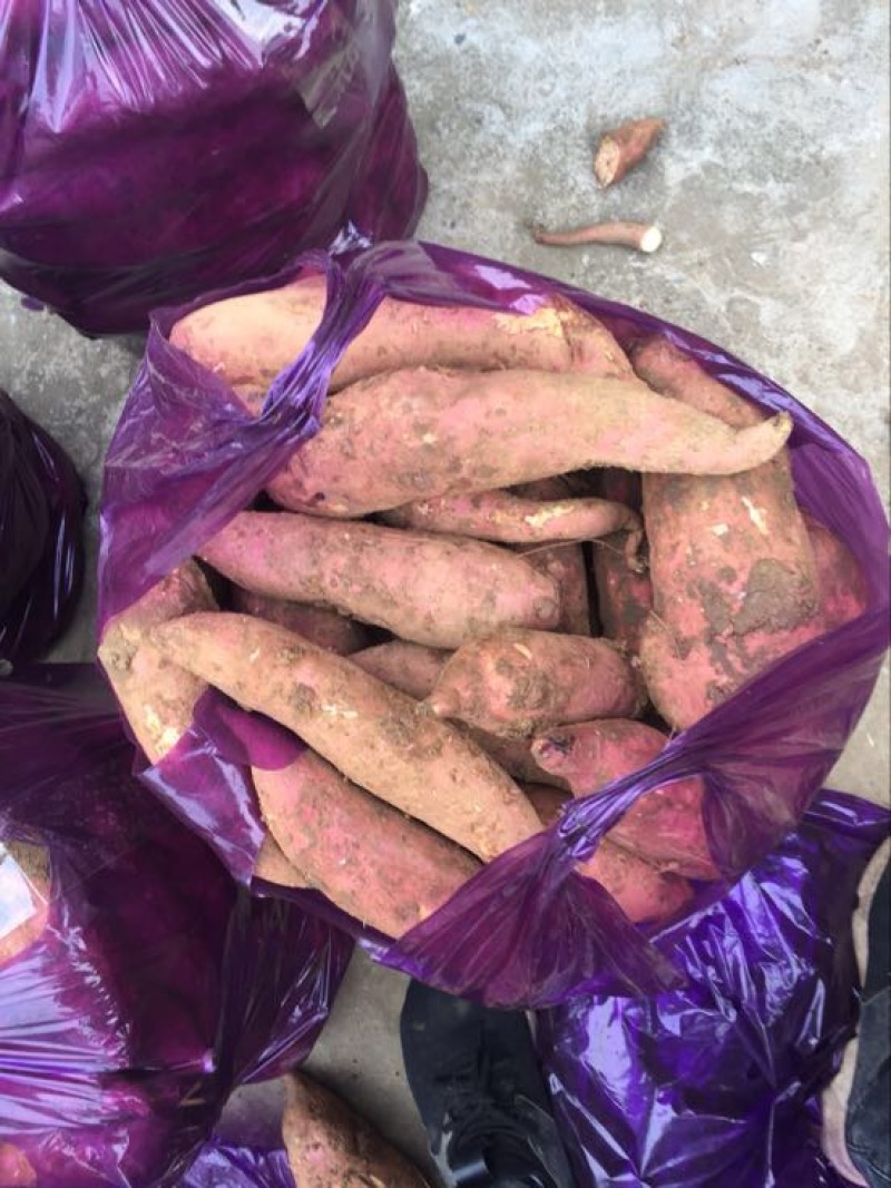 大量供应龙薯九号通货，电商货，市场货，工厂货等