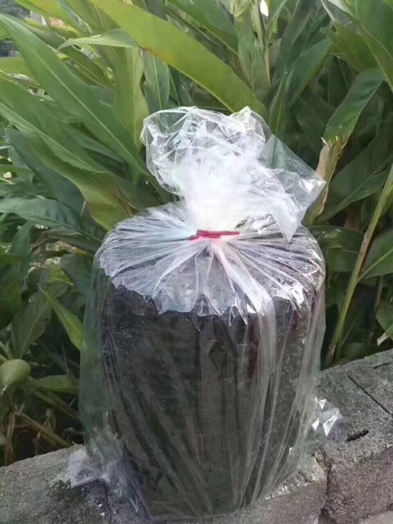 紫菜人工养殖头水