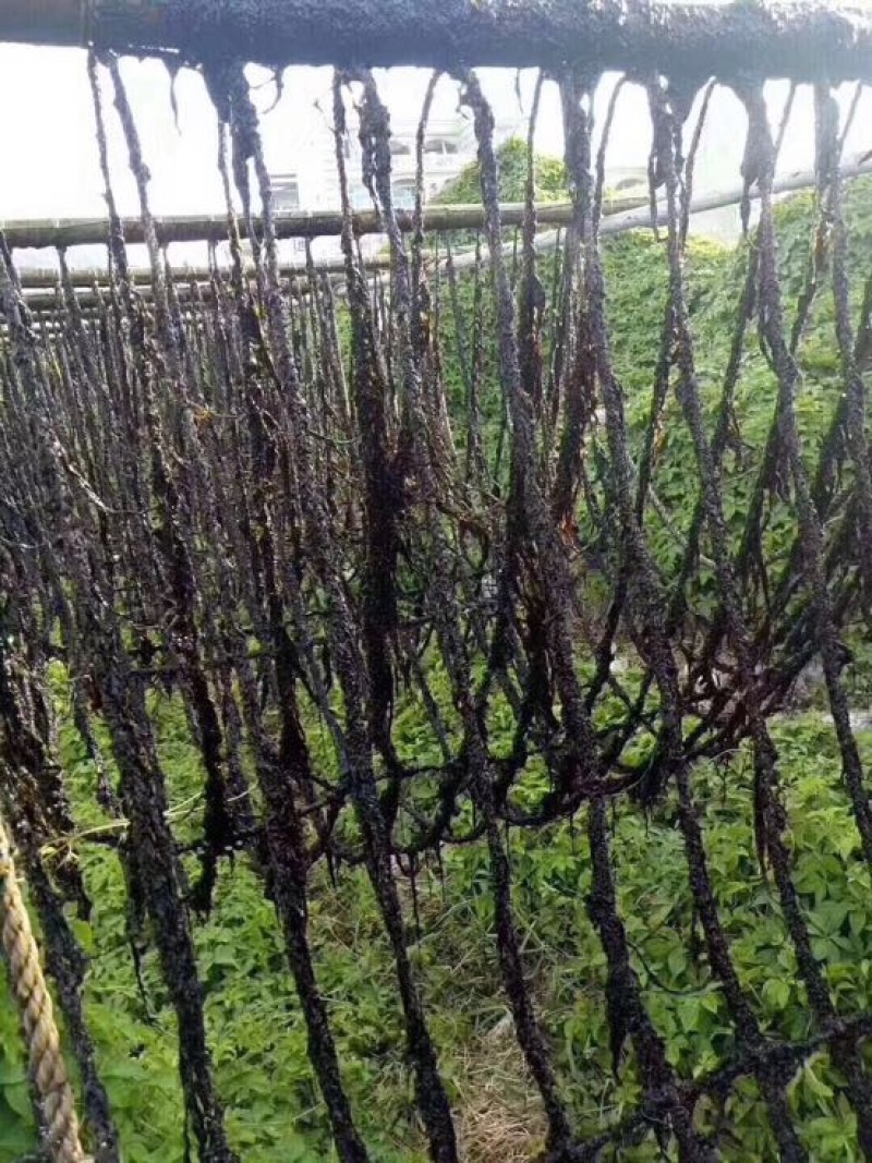 紫菜人工养殖头水