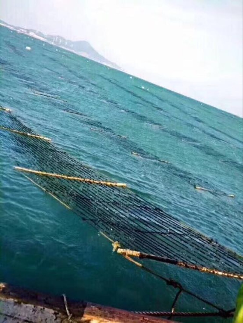 紫菜人工养殖头水