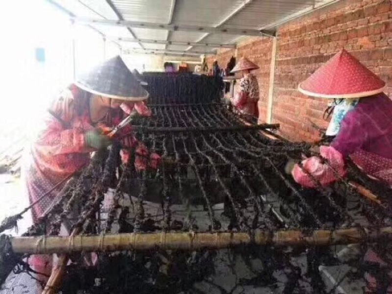 紫菜人工养殖头水