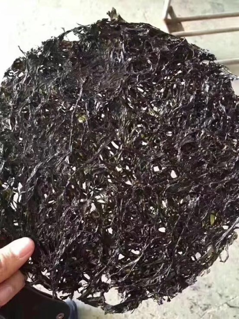 紫菜人工养殖头水