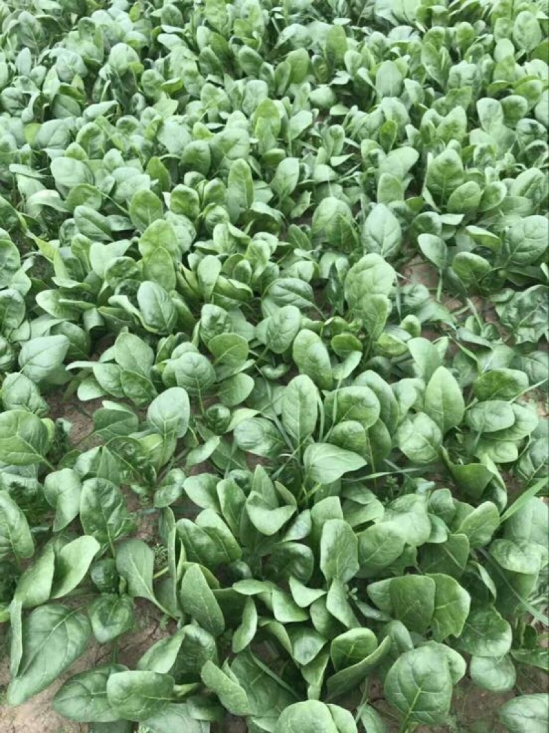 菠菜15~20厘米