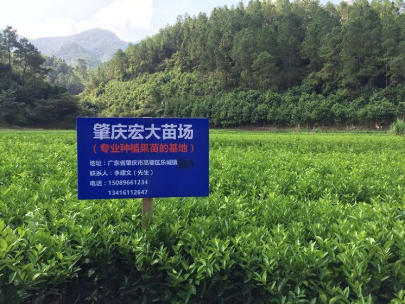 沙糖桔苗50~80cm