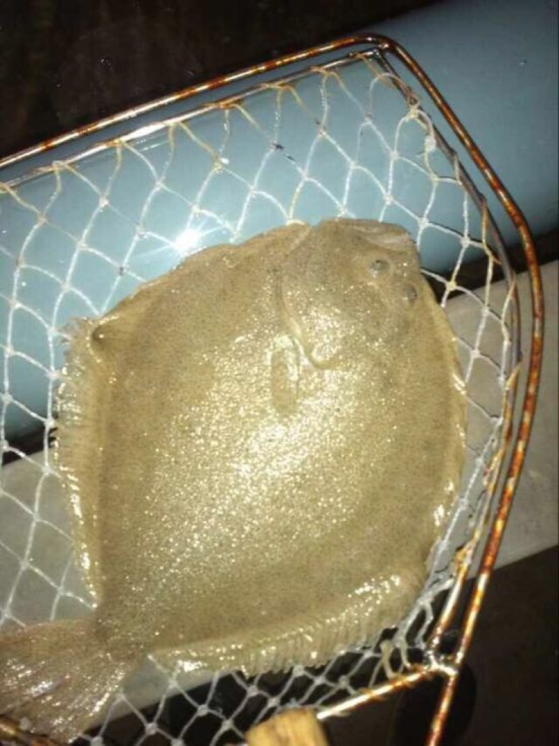 多宝鱼食用活鱼