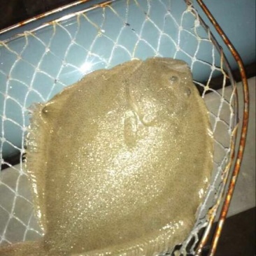 多宝鱼食用活鱼