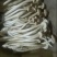 白茶树菇10cm
