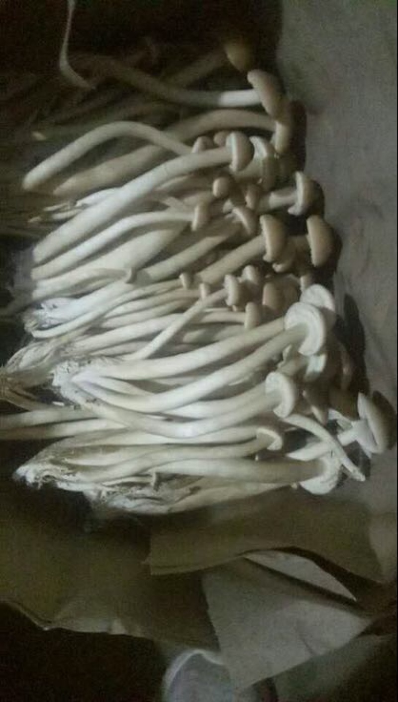 白茶树菇10cm