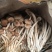 白茶树菇10cm