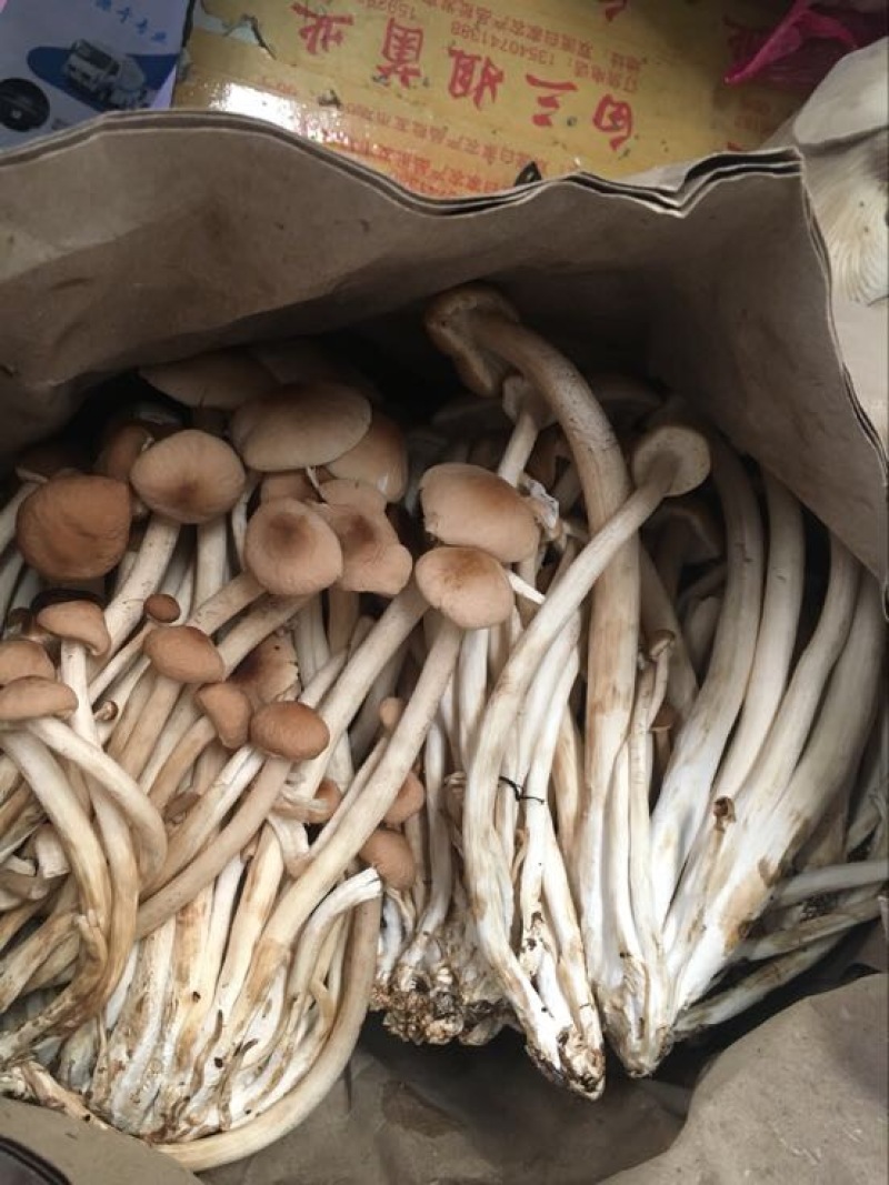 白茶树菇10cm