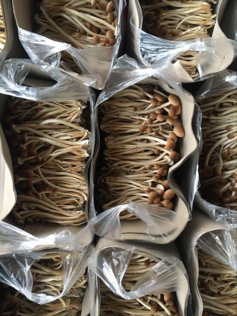 白茶树菇10cm