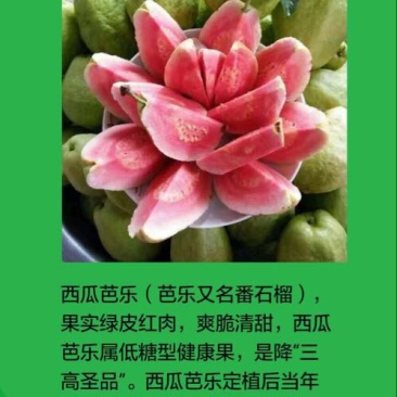 西瓜番石榴苗50~80cm