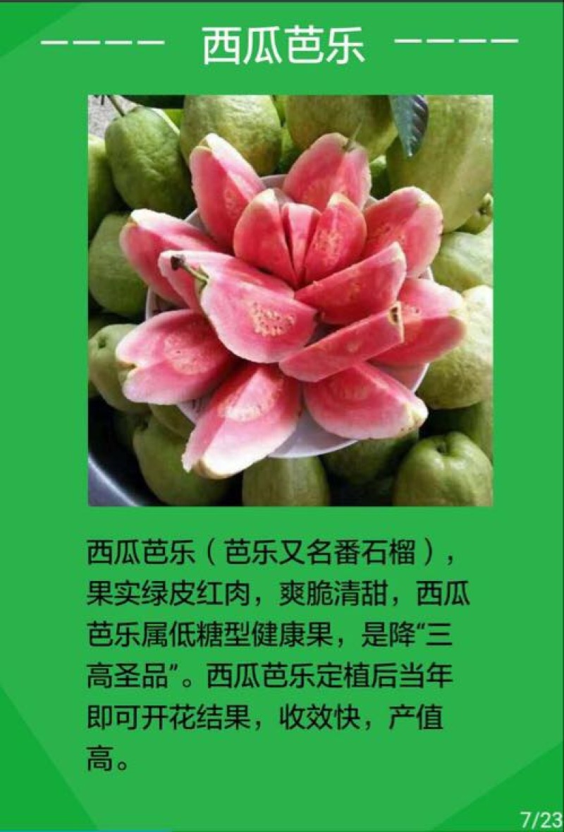 西瓜番石榴苗50~80cm