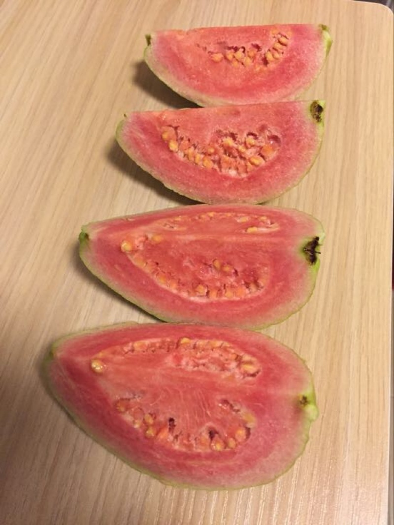 西瓜番石榴苗50~80cm