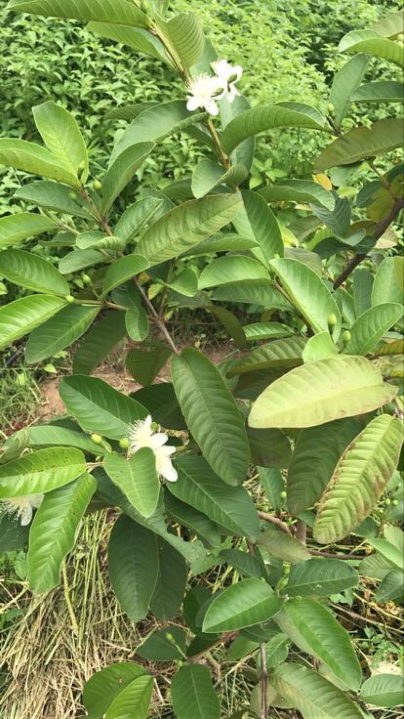西瓜番石榴苗50~80cm