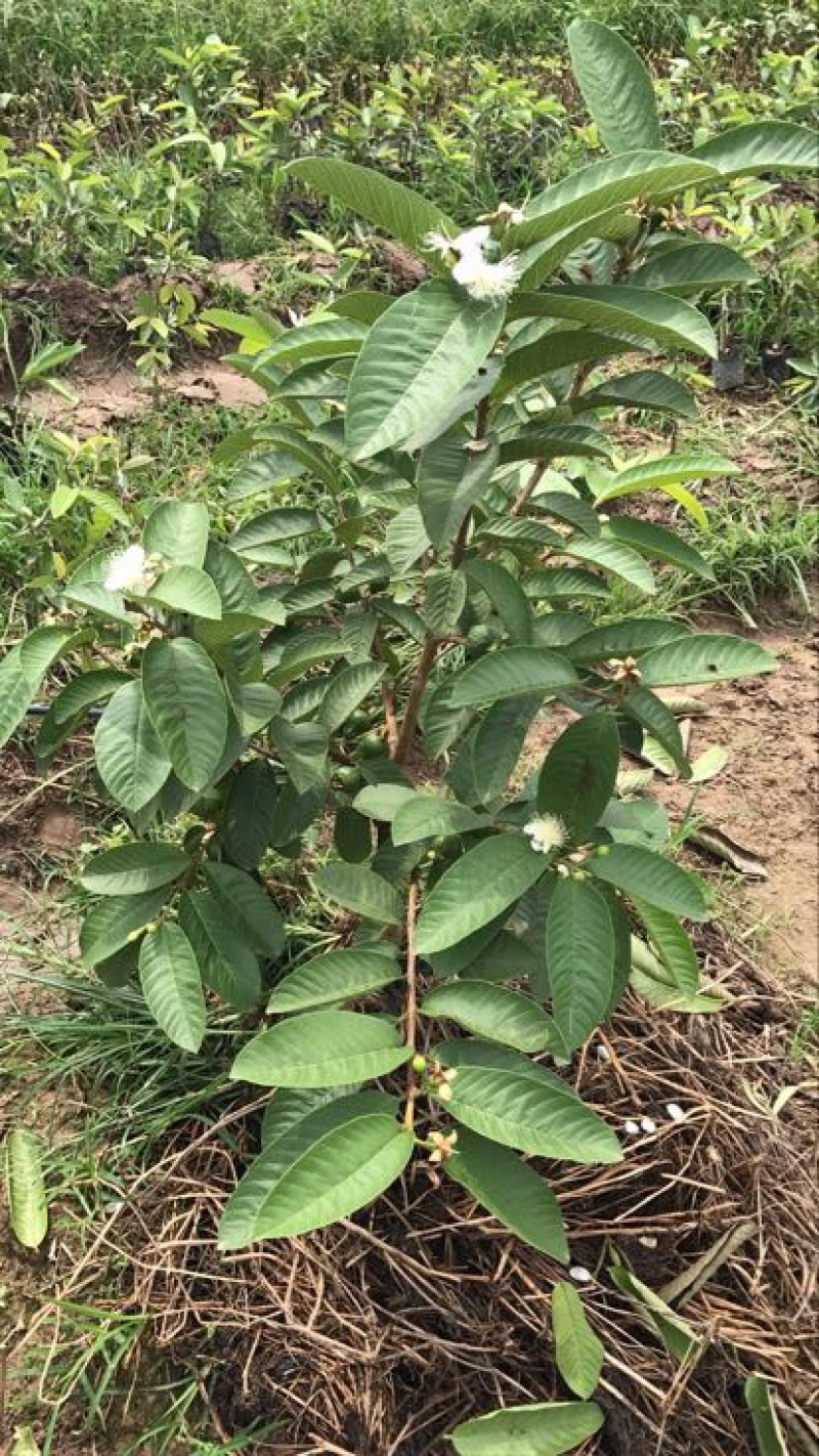 西瓜番石榴苗50~80cm