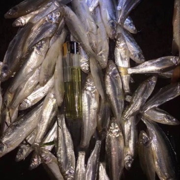 餐鲦鱼白条鱼