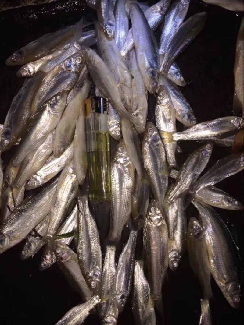 餐鲦鱼白条鱼