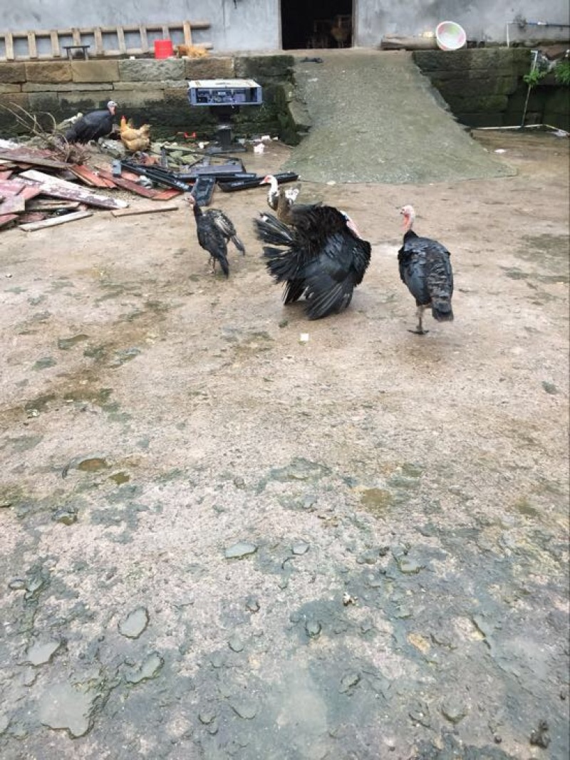 走地鸡散养土鸡4~5斤