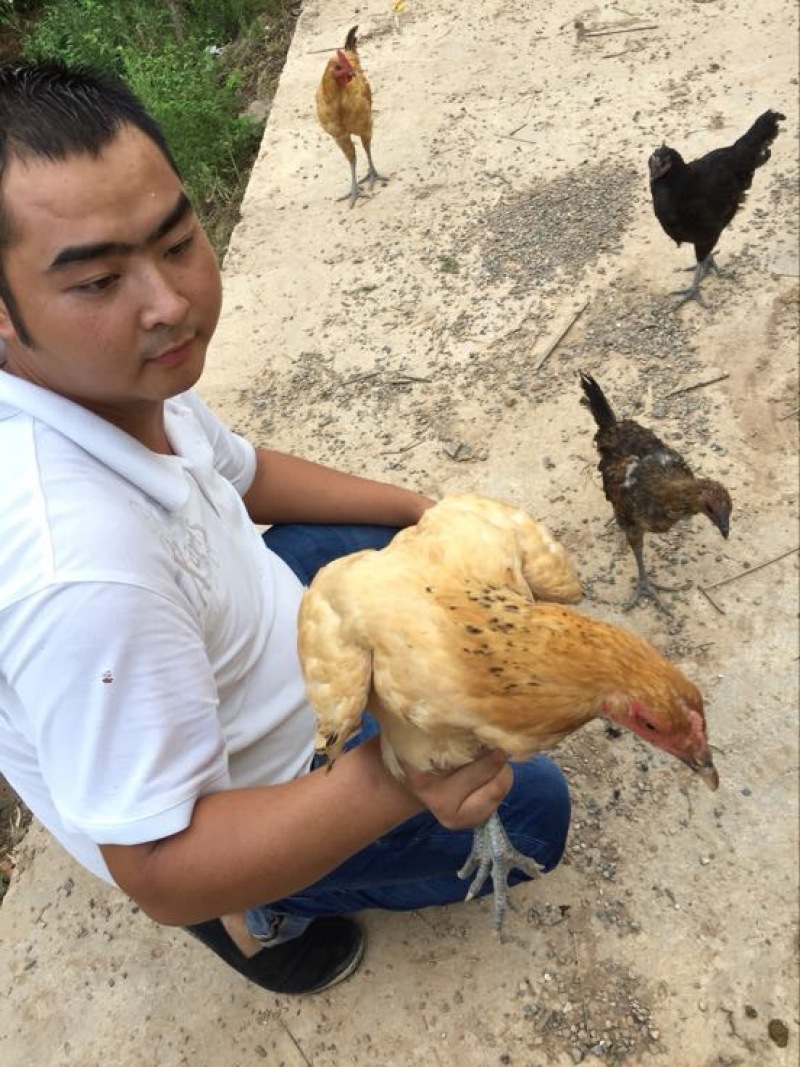 走地鸡散养土鸡4~5斤
